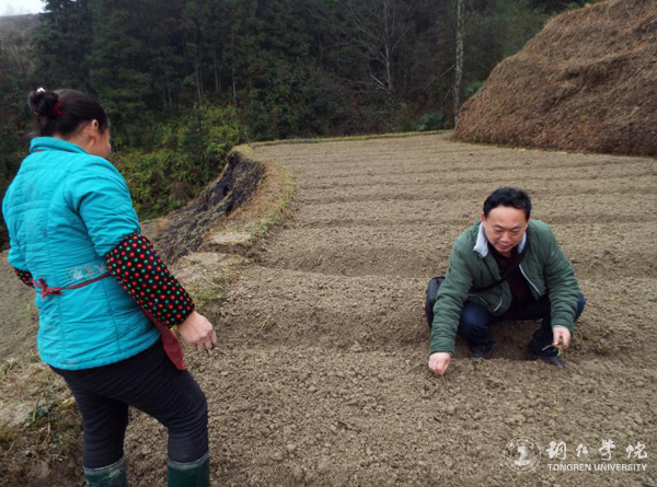 伟德官网高健强副教授研究成果“燕飞1号”土人参实现规模化生产