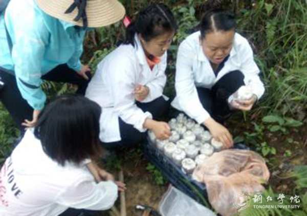 高健强副教授团队的梵净山野生猴头菇林下栽培试验喜获成功