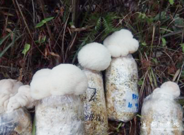 高健强副教授团队的梵净山野生猴头菇林下栽培试验喜获成功